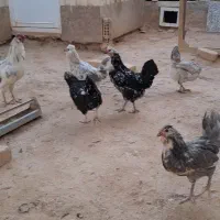 مرغ خروس گلین فول|حیوانات مزرعه|شاهین‌شهر, شهرک پردیس|دیوار