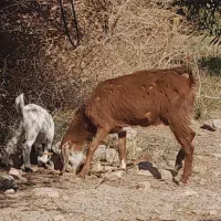 فروش دوبز و دو کهره و یک گیسه