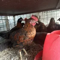 جوجه خروس محلی