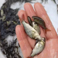 تولیدوفروش بهترین نژاد ماهیان کپور و آمور|ماهی|گرگان, |دیوار