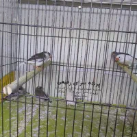 فنچ|پرنده|خمینیشهر, |دیوار