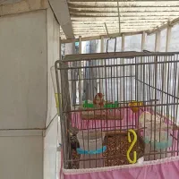 سهره|پرنده|تهران, خاک سفید|دیوار