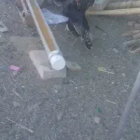 بوقلمون محلی