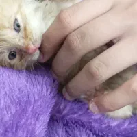 گربه خوشکل و ناز نازی|گربه|ورامین, ورامین|دیوار