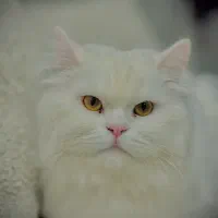 گربه پرشین نر اقیم شده