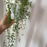 گل طبیعی خانگی|گل و گیاه طبیعی|ارومیه, |دیوار