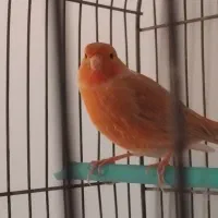 قناری ماده|پرنده|کرمانشاه, |دیوار