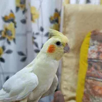 عروس هلندی