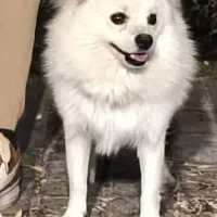 سگ پامر روباهی نر|سگ|کرمان, |دیوار