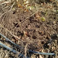 فروش نهال انگور تضمینی با کیفیت عالی|خدمات باغبانی و درختکاری|ابهر, |دیوار