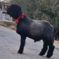 بره قوچی۱۵عدد معاوضه باماشین