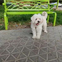 سگ گمشده فولادشهر