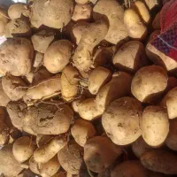 جلی خوراک و بزری سردخانه|عمده‌فروشی|همدان, |دیوار