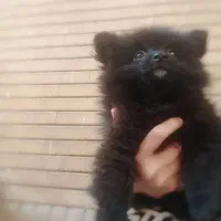 سگ پامرایین خرسی