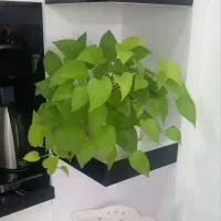 ۳تا گل با گلدان سرامیکی وپلاستیکی