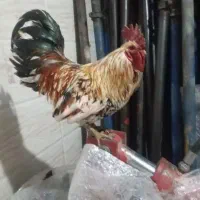 تخم نطفه دار گلین