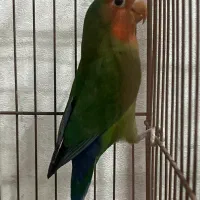 طوطی برزیلی|پرنده|محمدشهر, همایون ویلا|دیوار