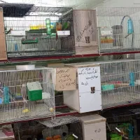 واگذاری پرنده فروشی وکلی لوازم جانبی قفس وپایه|پرنده|تربت‌حیدریه, شهرک ولیعصر|دیوار