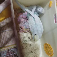 مرغ عشق جفت نر و ماده