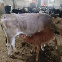 گاو محلی جوان با گوساله نر سالم|حیوانات مزرعه|پاپی, |دیوار