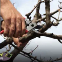 پیمانکار هرس درختان پسته