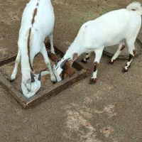 کهره نر و کهره و بر ماده ها فروشی|حیوانات مزرعه|بندرلنگه, |دیوار