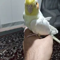 عروس هلندی نر