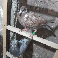 کبوتر