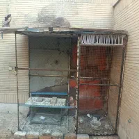 قفس کفتر بازان