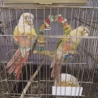 گرینچیک اناناسی۱