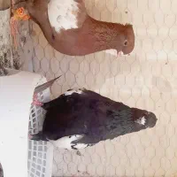 کبوتر سینه|پرنده|مرودشت, استادیوم‎|دیوار