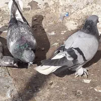 سبز دم سفیدکاکل پرپا وکاغذی دمسفید|پرنده|اهواز, بهارستان|دیوار