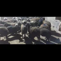 بره فشمی|حیوانات مزرعه|تهران, شهرری|دیوار