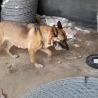 واگذاری سگ ژرمن