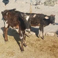 گوساله ماده
