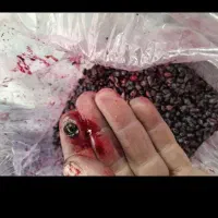 زرشک کوهی زرشک آبگیری تازه فریزر شده