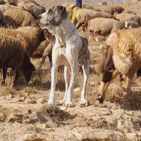 ماده خراسانی|سگ|قوچان, |دیوار