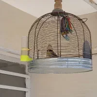 سهره|پرنده|آباده, |دیوار