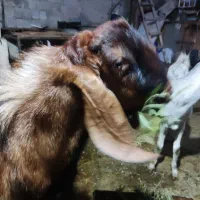 پازن هل عدانی .1ساله|حیوانات مزرعه|بندر گناوه, |دیوار