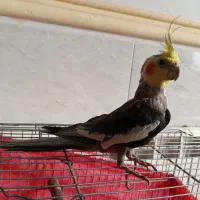 عروس هلندی|پرنده|دامغان, |دیوار