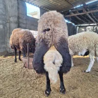 قوچ و توقلی