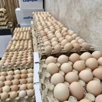 پخش تخم مرغ محلی و ماشینی