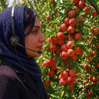 نهال هلو فرانسه پیش‌رس در نورآباد، تولید ۴۵۰هزار