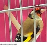 یک سهره ماده کاملا آماده معاوضه با قناری خوش رنگ