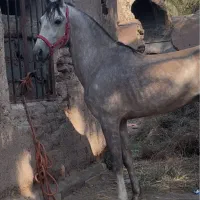 نریان سه ساله