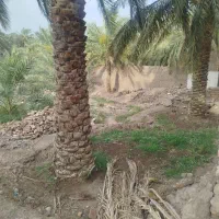 فروش زمین باغی چمران