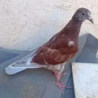 2 جوجه نر آینده دار|پرنده|شیراز, نصر|دیوار