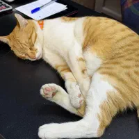 واگذاری گربه