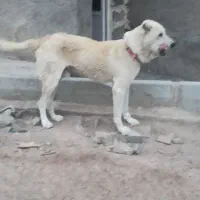 سگ الابای