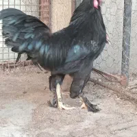 خروس ومرغ مرندی